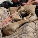 Icebox napping after a hard day