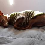 Franky napping in the filtered sunlight