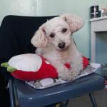 ?my favorite dog in the world the family dog?