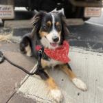 Hydie Weat Texas Fair & Rodeo Parade 2020