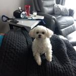 Lexus ADA Dog Registration