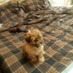 My Best Friend for ever