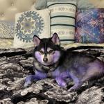 Tahoma Blue/ Purple