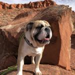 Cheppa English Bulldog