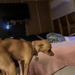 My little wiggle butt