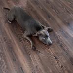 Bleu laying on the wood to get cool