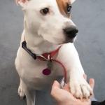 Lending a Paw to my mom