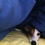 Gia. Italian Greyhound