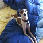 Gia, my Moms little shadow