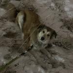 A night in the field