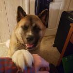 Daddy's Boy is Hachi Boy.