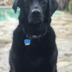 Jake P. Our Gentle Bear