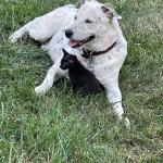 Taking care of a stray cat