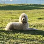 Lyric is chilling in the sun on a Thursday evening. She is due for a haircut. lol