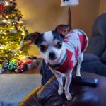 Dexter my little chi