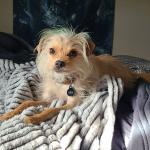 Lazy day for Alfalfa