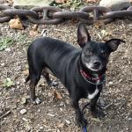 TJ, Our adopted Hearing Assist Chihuahua