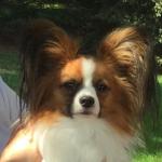 Jacks is a gentle, perceptive, calming animal. He is a therapy dog.