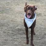 Bling collar and scarf