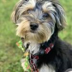 WIlliam Murphy - age 1