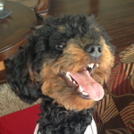 My Bella - dog of my life