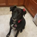 Tula fresh from the groomers