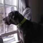 Sir Titan 2021 picture