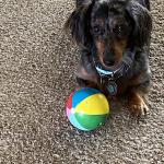 Did someone say ball?