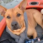 Grizzlys favorite thing to do.