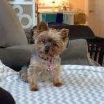 Zoe ruler of the house