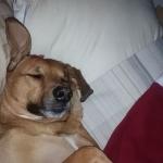 Maggie the Hound