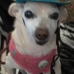 Chia with cowgirl hat