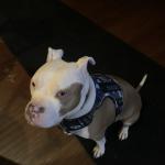 Gentle loyal companion