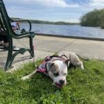 Beach walks with princess