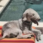 Buddy off Duty without his vest