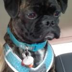 Bugsy My Emotional Support Companion