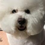 Meet Toby, my emotional support animal