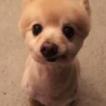 Weasley Cranker Pomeranian