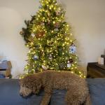 Daisy loves to relax