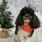 Melo after fresh groom