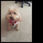 Obama is a happy well behavior pet. He listens only if he could talk.