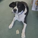 Chipper Wedges and Woods