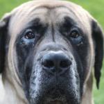 AKC English Mastiff Duke of Ulster