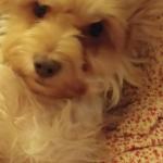 Rockey my little helper