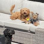 Our 3 dogs in the summer