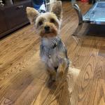 Give a paw Gus...good boy!!