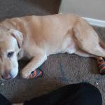 Faygo laying down with shoes on