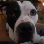 Shamar is a boxer pit mix. Shamar in Hebrew means 