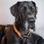 Hank William's Sr