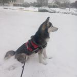 Thor Whitehair is a 1 1/2 yr old male Husky.